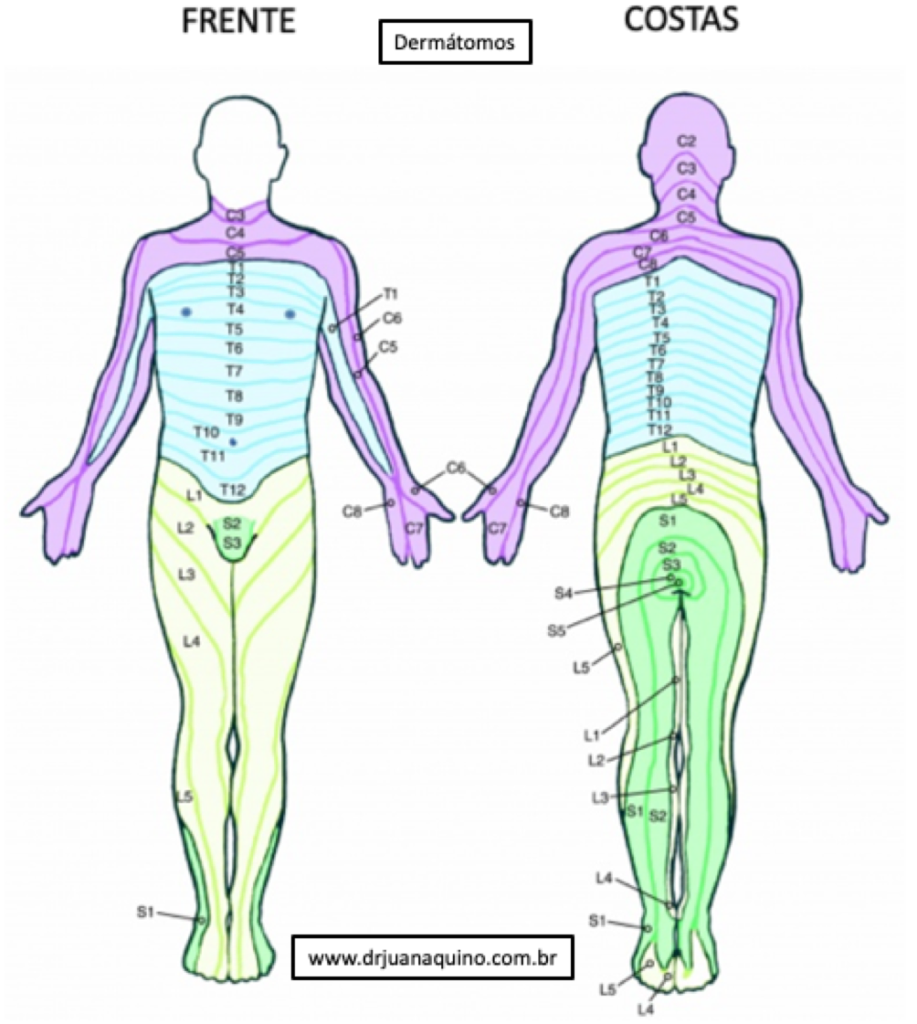Dermátomos das Raízes Nervosas. Dr Juan Aquino - www.drjuanaquino.com.br