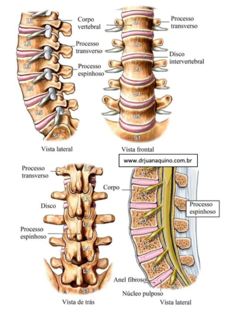 Anatomia da Coluna Lombar - Dr Juan Aquino - www.drjuanaquino.com.br