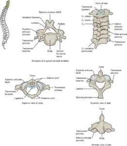 Ilustração das vértebras cervicais C1 a C7, atlas, áxis e estrutura de uma vértebra cervical.