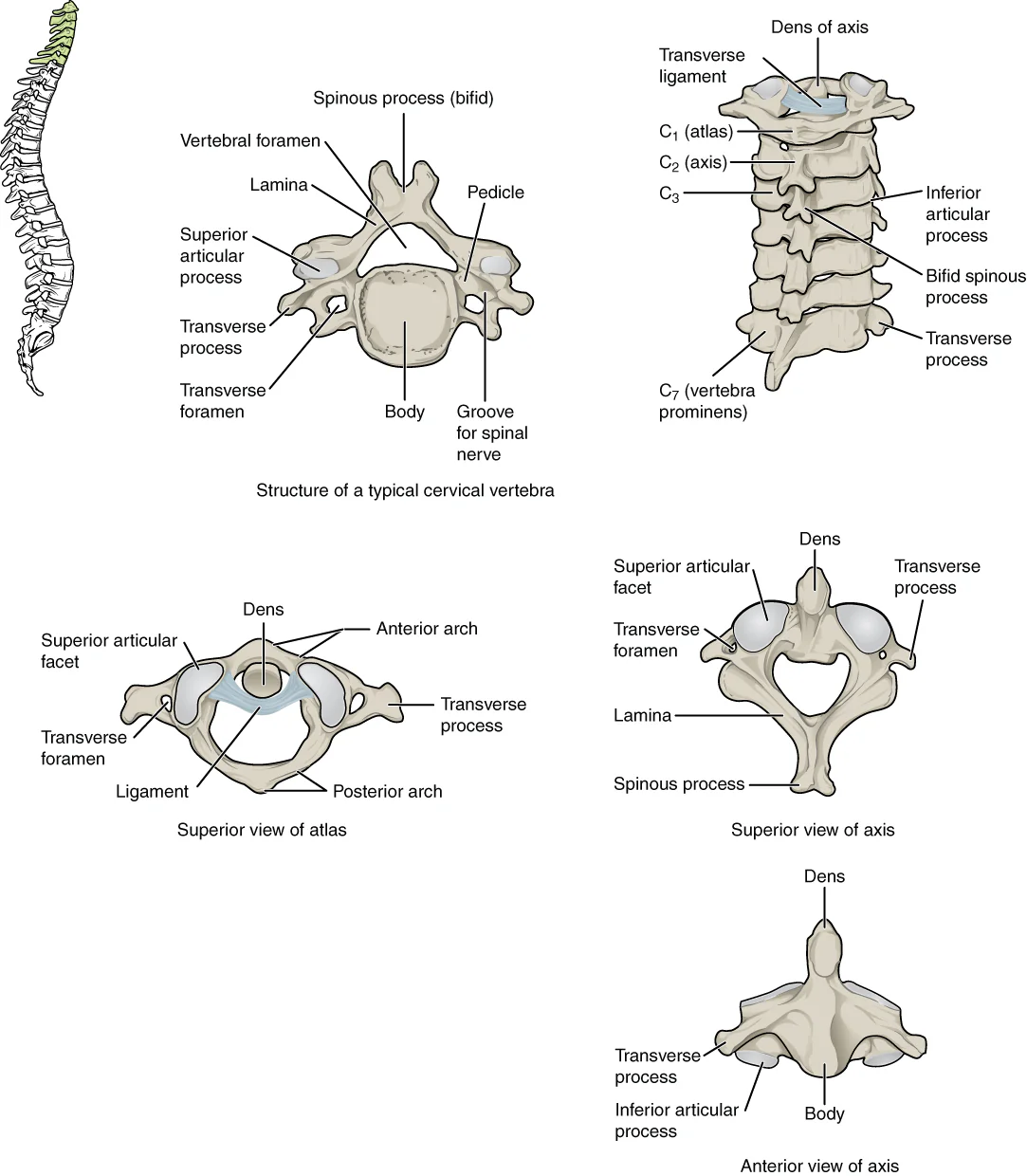 Ilustração das vértebras cervicais C1 a C7, atlas, áxis e estrutura de uma vértebra cervical.
