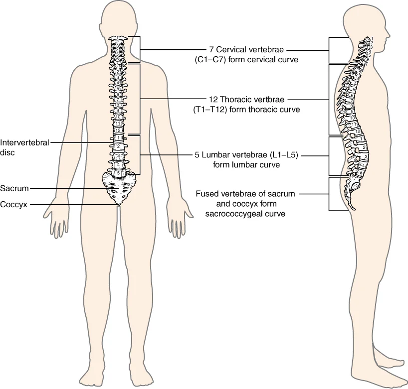 Coluna vertebral vista por trás e de lado, com regiões cervical, torácica, lombar, sacro e cóccix.